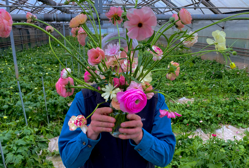 RANUNCULUS / PETERKORT FARM