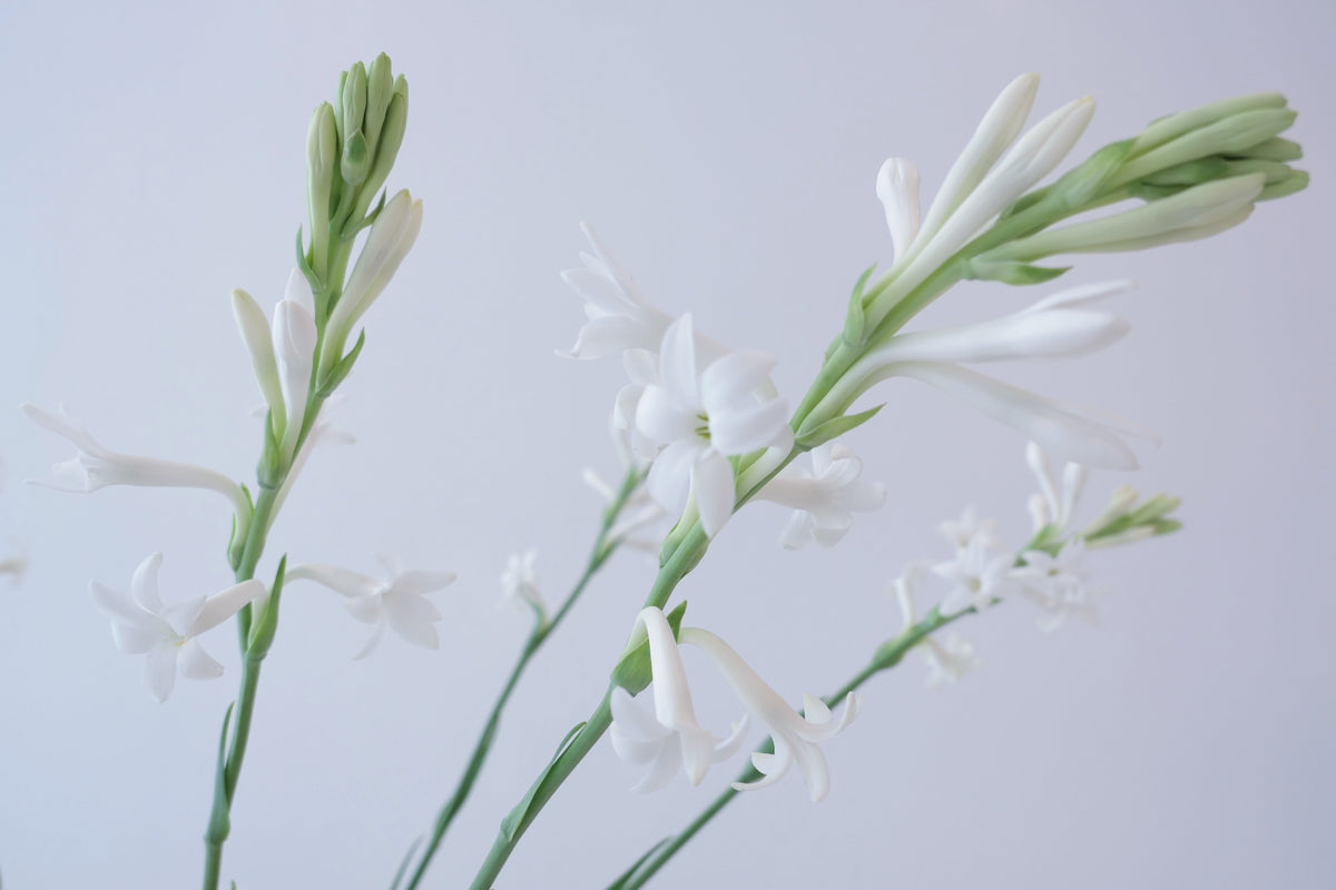 Oregon grown Tuberose by Peterkort Roses available at Fieldwork Flowers in NW Portland at Montgomery Park 97210