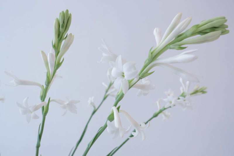 Oregon Tuberose