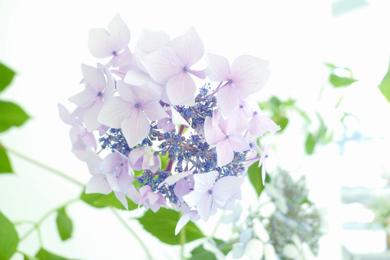 Hydrangea