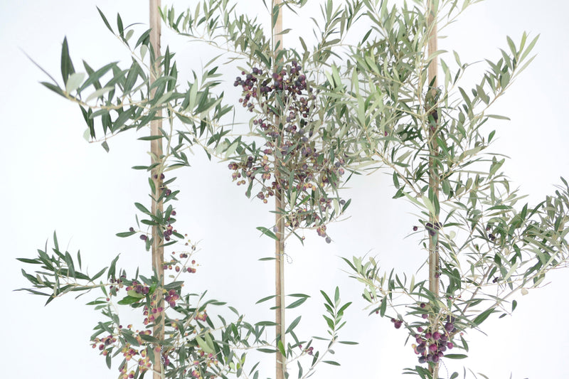 Olive Trees