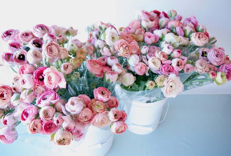 Locally Grown Ranunculus