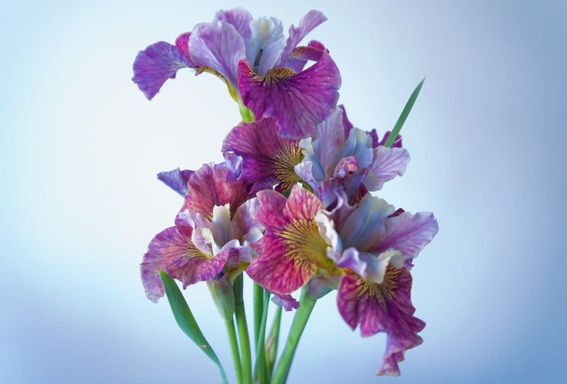 IRIS