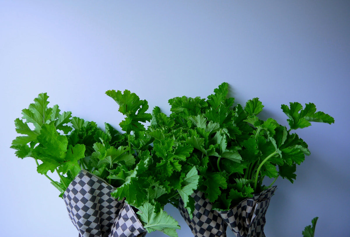 ROSE GERANIUM PLANTS