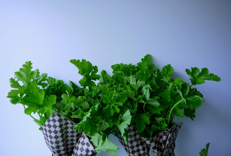 ROSE GERANIUM PLANTS