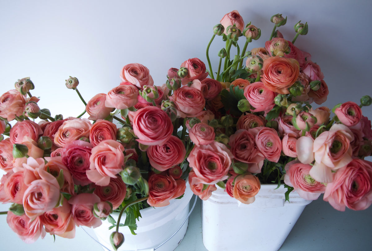 Ranunculus | Locally Grown Flowers | Vancouver Portland Florists Delivery | Fieldwork Flowers