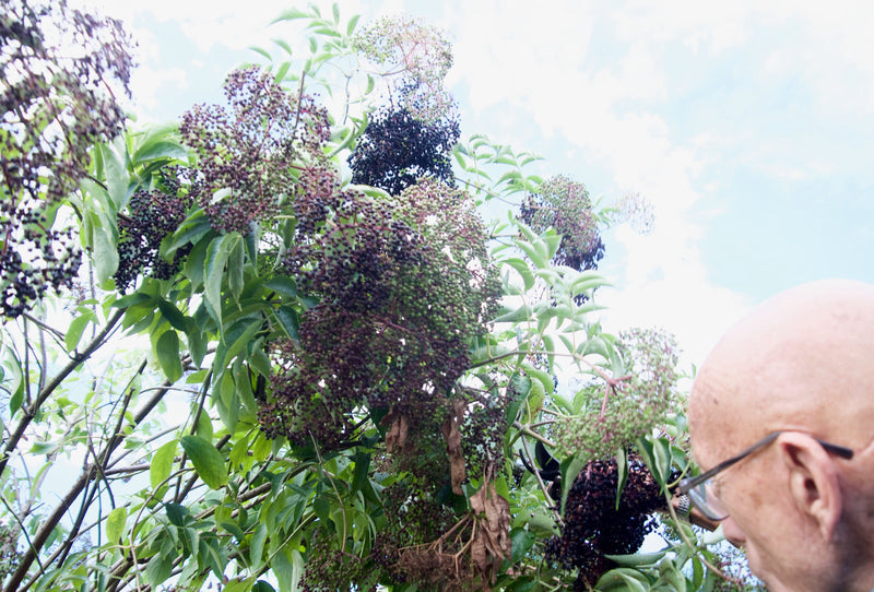 Elderberry, Amaranth