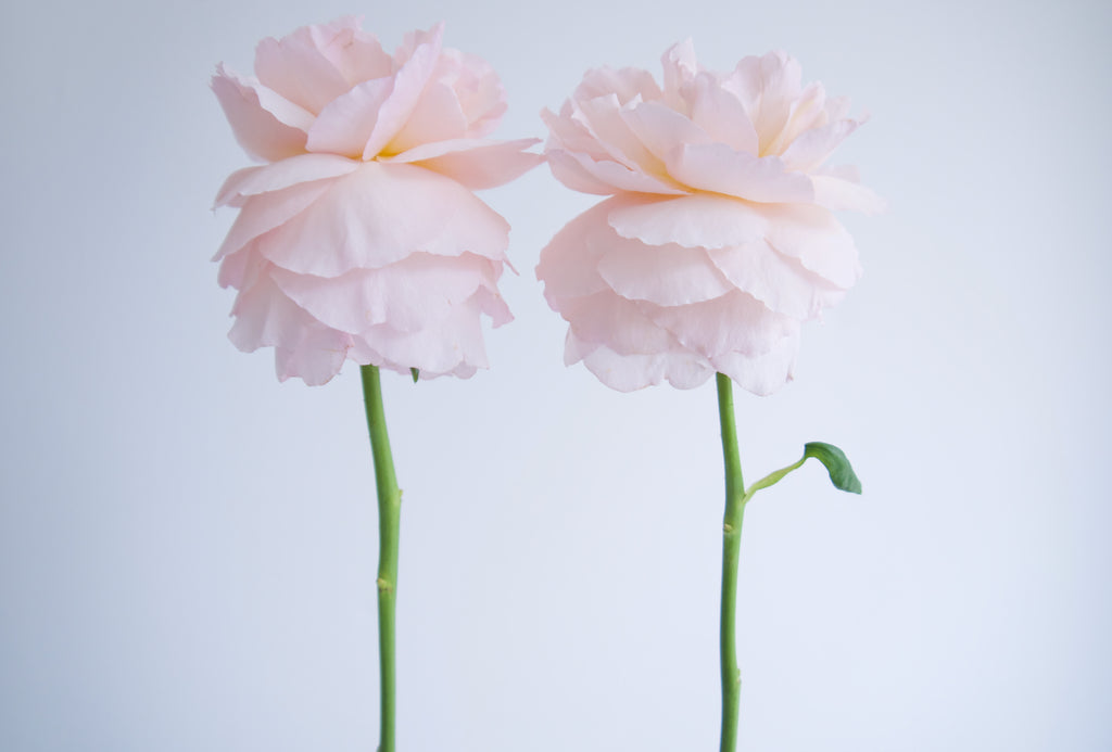 LOCAL ROSES – FIELDWORK