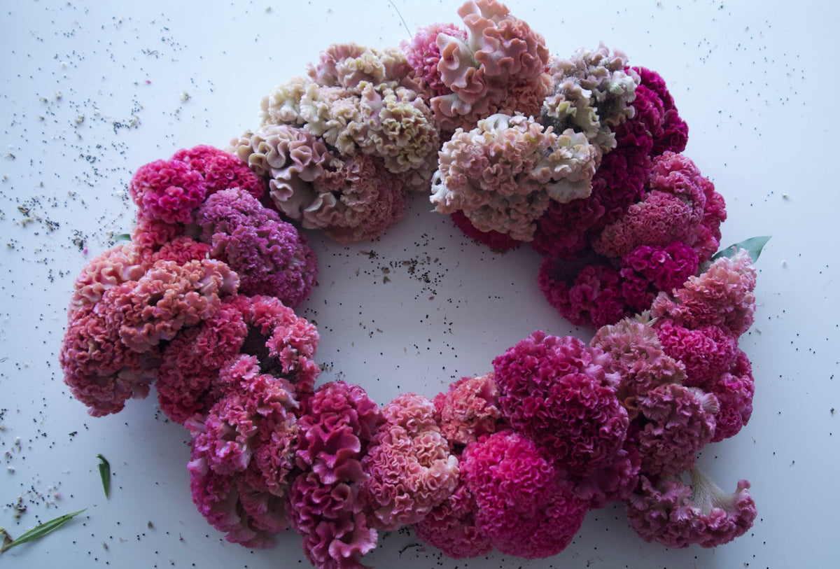 COXCOMB / PER BUNCH