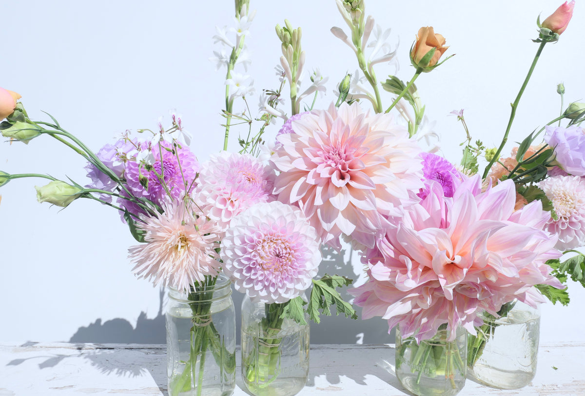 DAHLIAS / PER BUNCH