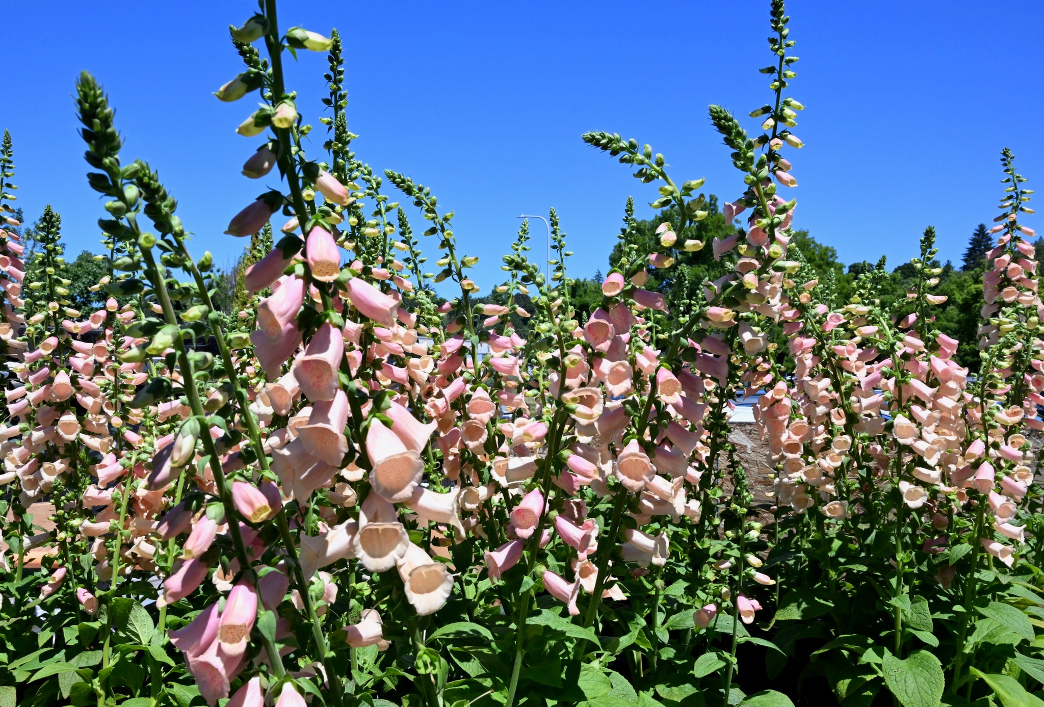 Send Flowers Nationwide Vancouver Wa And Portland Flower Delivery Send flowers nationwide vancouver wa and portland flower delivery