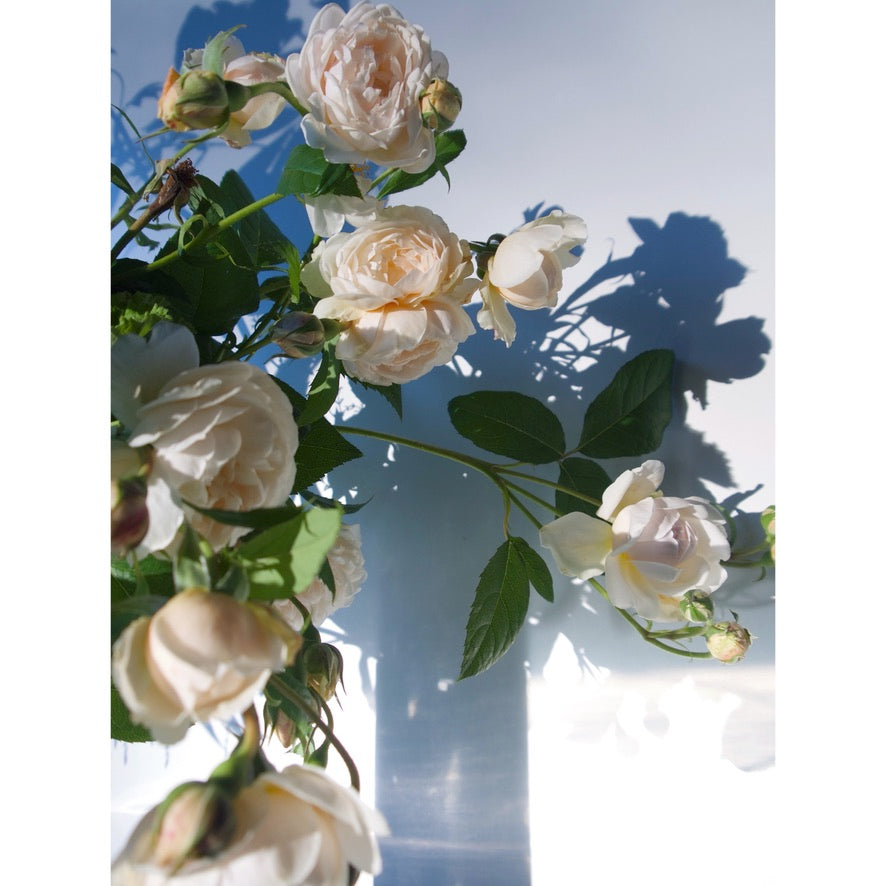 GARDEN ROSES / PER BUNCH
