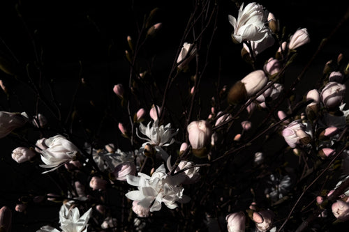 MAGNOLIA