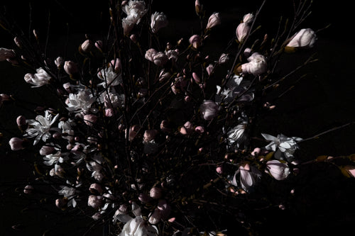 MAGNOLIA