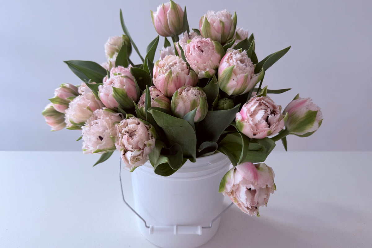 TULIPS / PER BUNCH