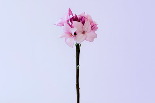 DAPHNE ‘PERFUME PRINCESS’