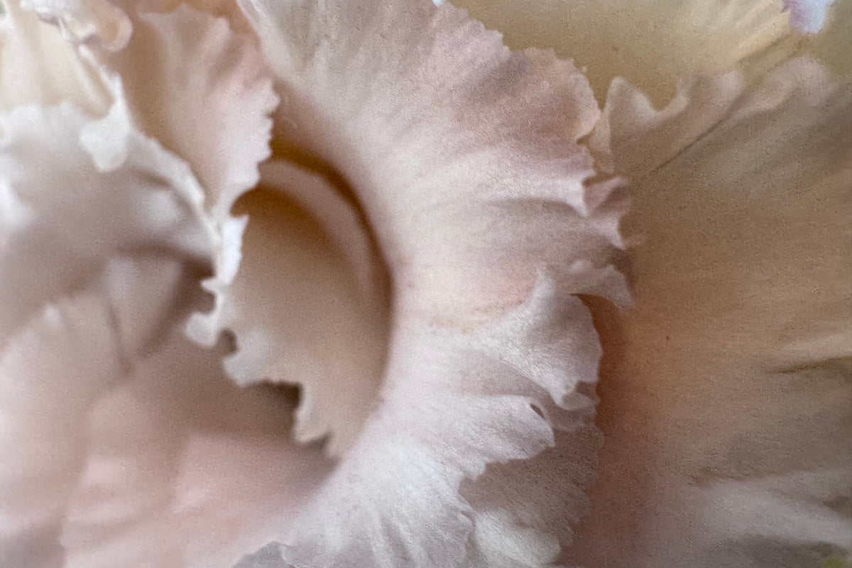 LISIANTHUS / PER BUNCH
