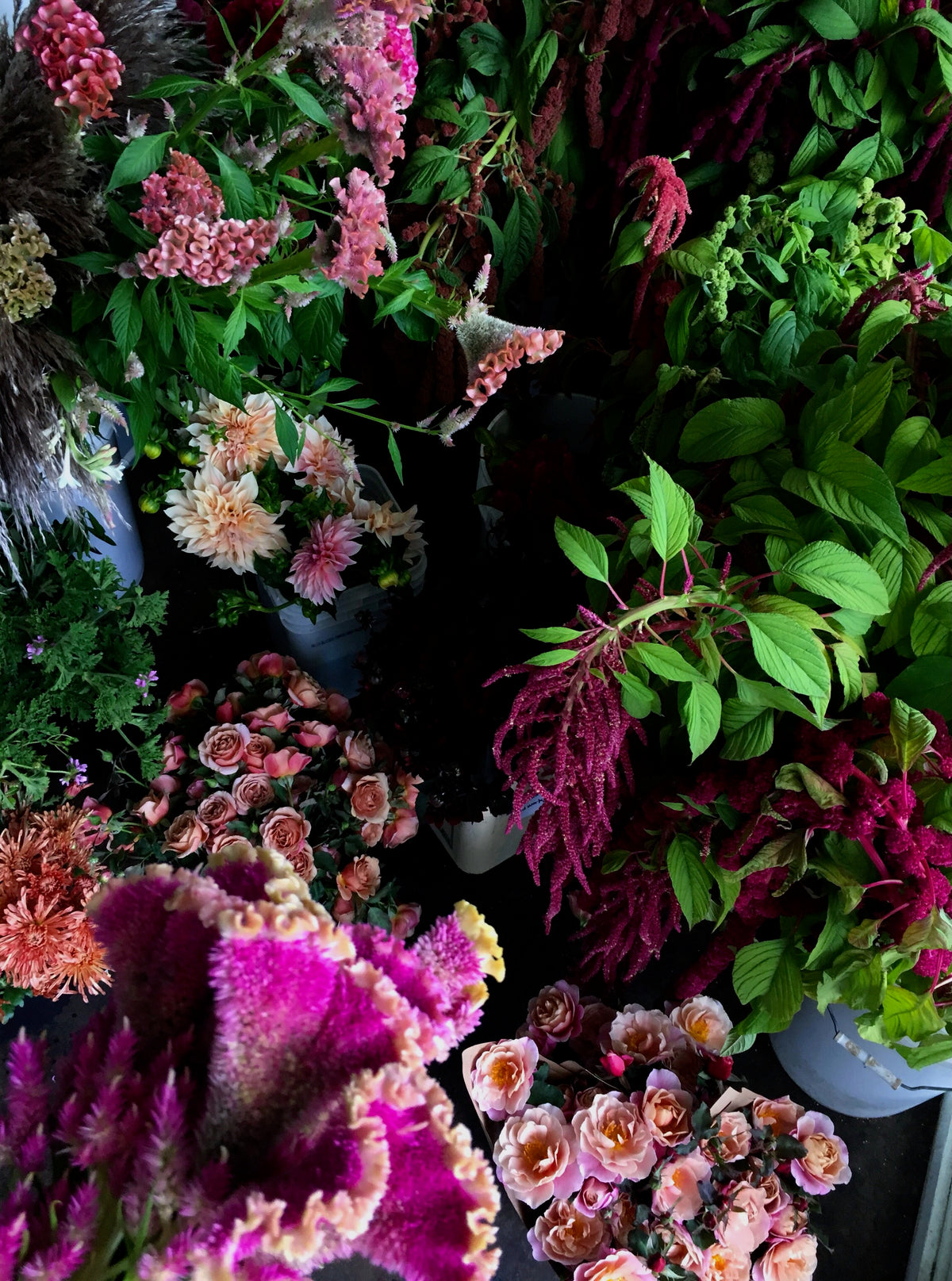 COXCOMB / PER BUNCH