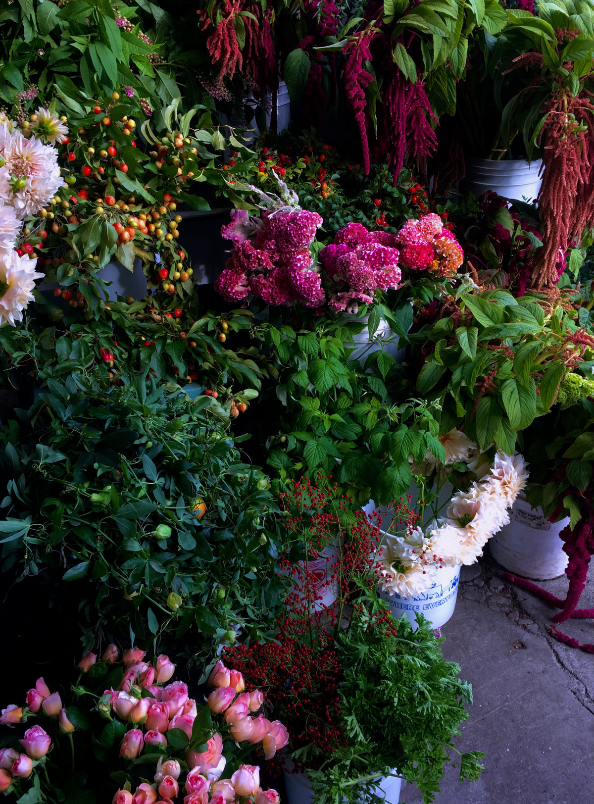 COXCOMB / PER BUNCH