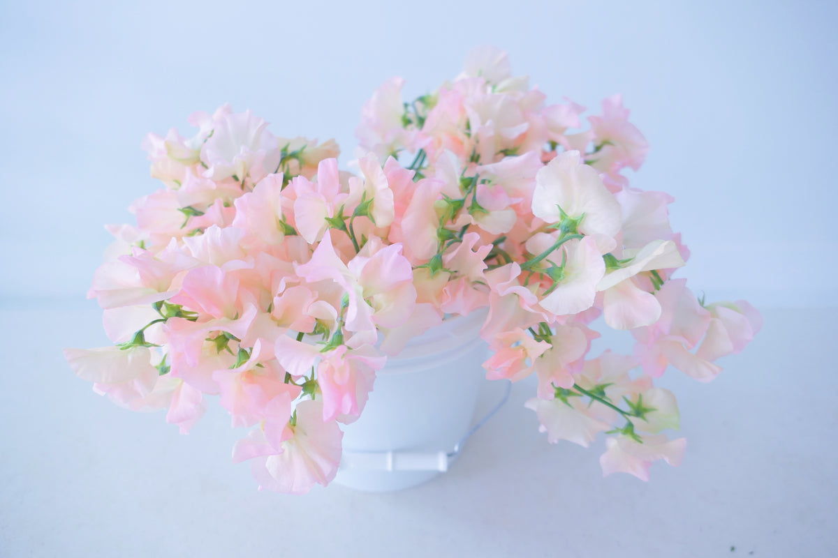 SWEET PEAS / PER BUNCH