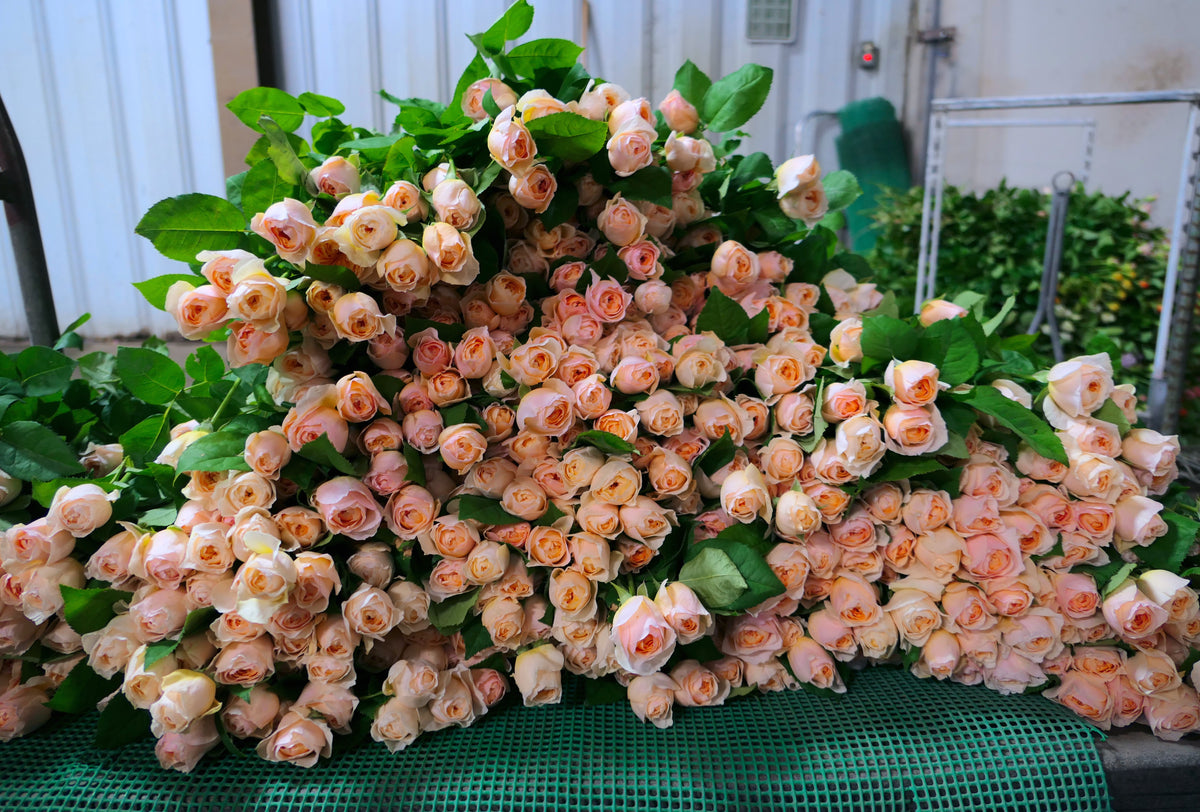 GARDEN ROSES / PER BUNCH
