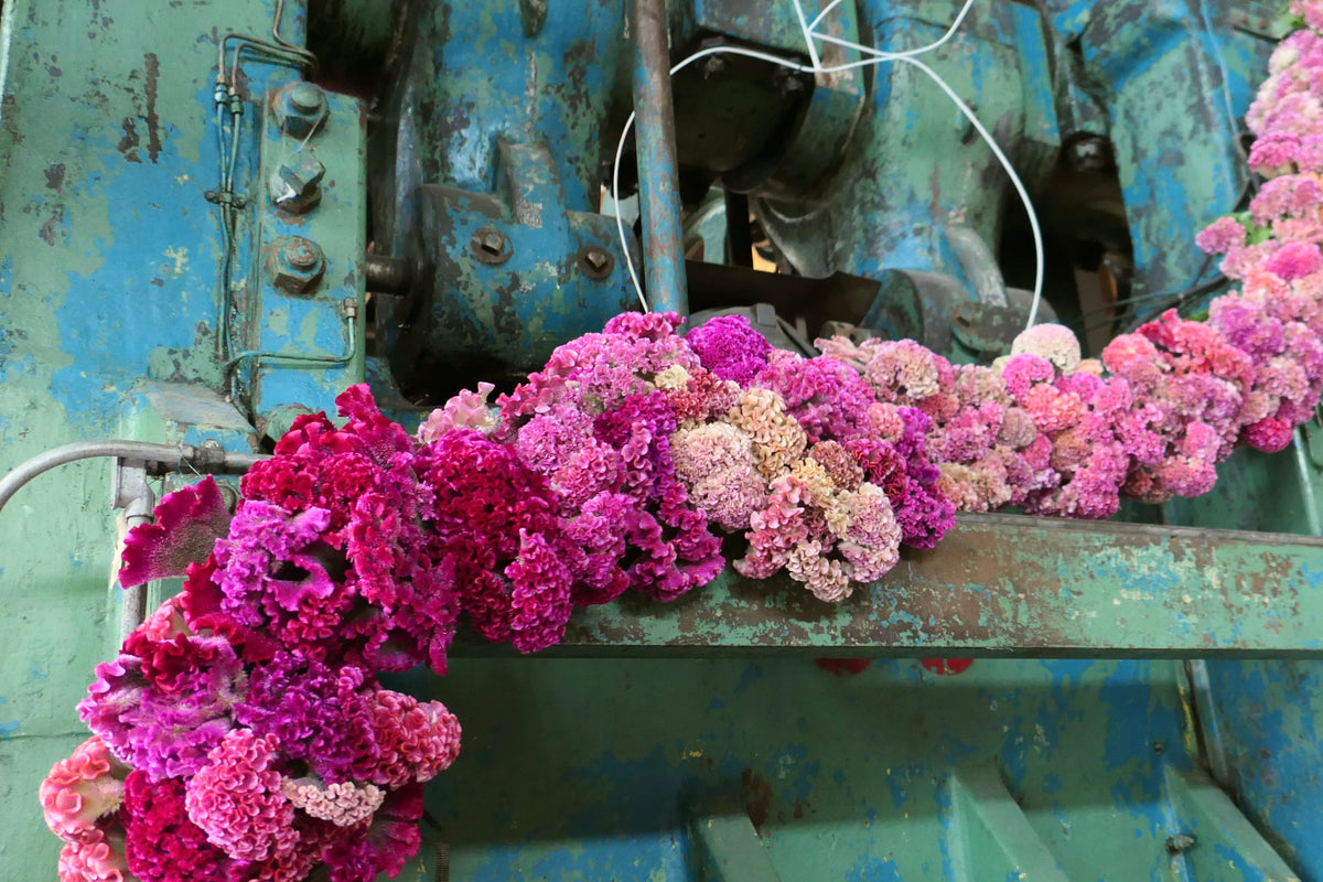 COXCOMB / PER BUNCH