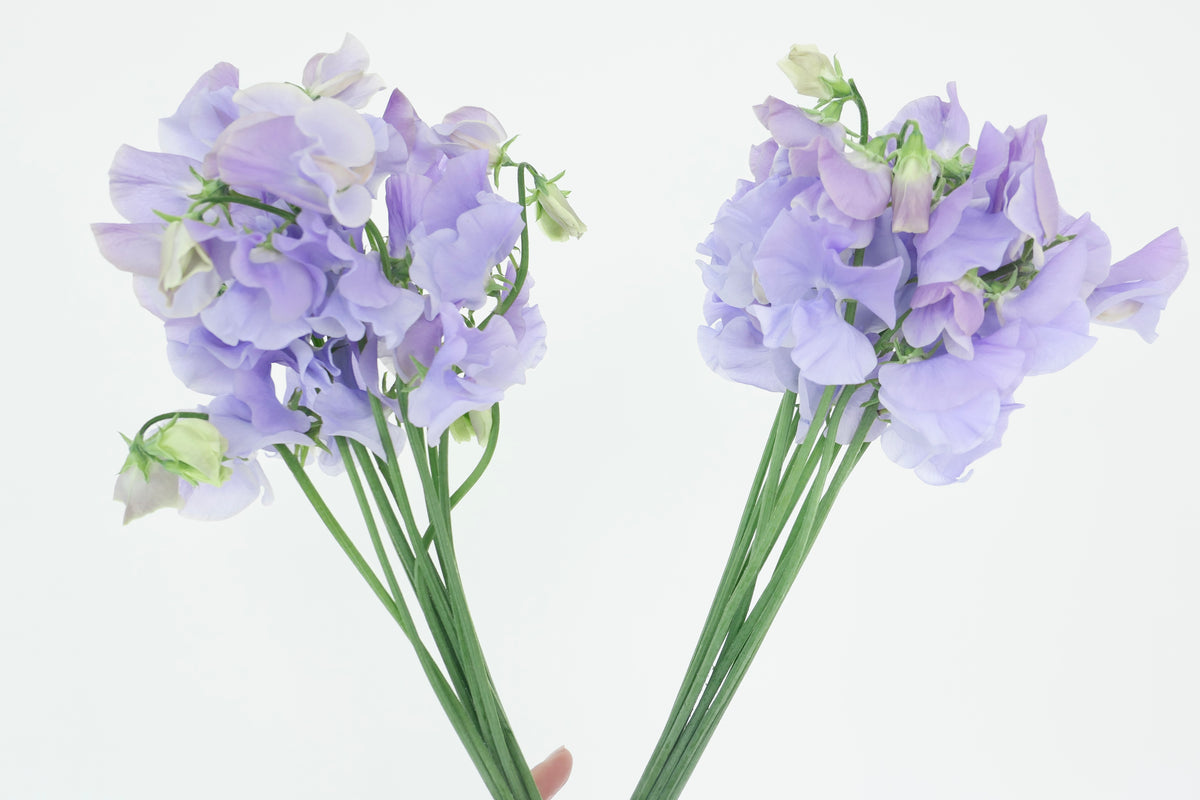 SWEET PEAS / PER BUNCH