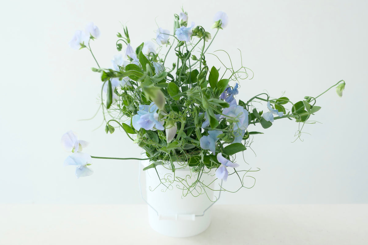 SWEET PEAS / PER BUNCH