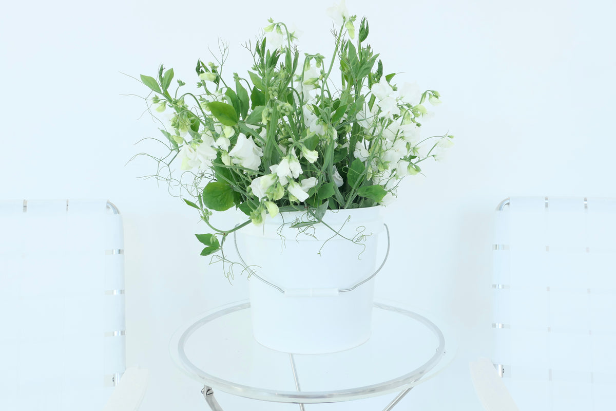 SWEET PEAS / PER BUNCH