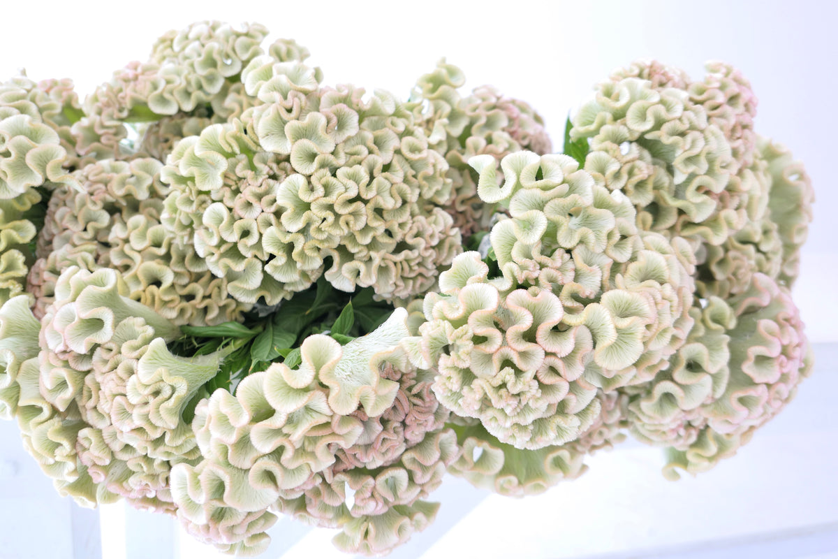 COXCOMB / PER BUNCH
