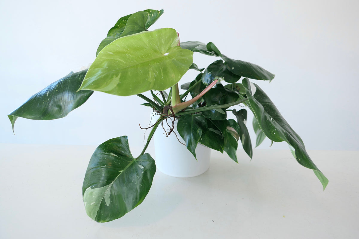 PHILODENDRON ‘WHITE WIZARD’