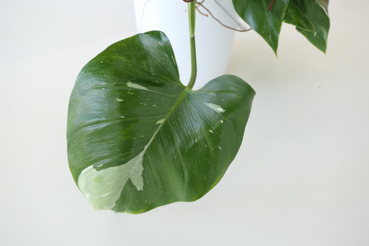 PHILODENDRON ‘WHITE WIZARD’