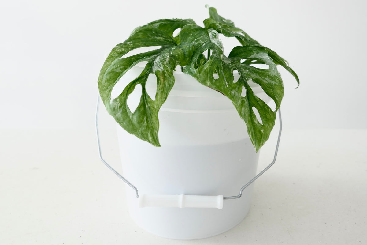 MONSTERA ADANSONII ‘MINT’