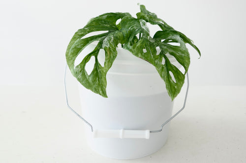 MONSTERA ADANSONII ‘MINT’