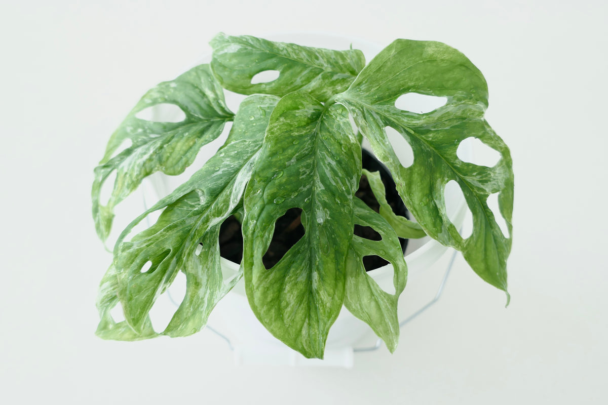 MONSTERA ADANSONII ‘MINT’