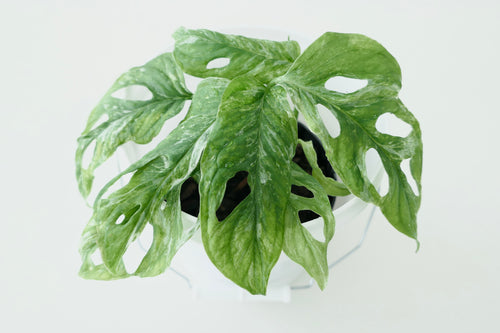 MONSTERA ADANSONII ‘MINT’