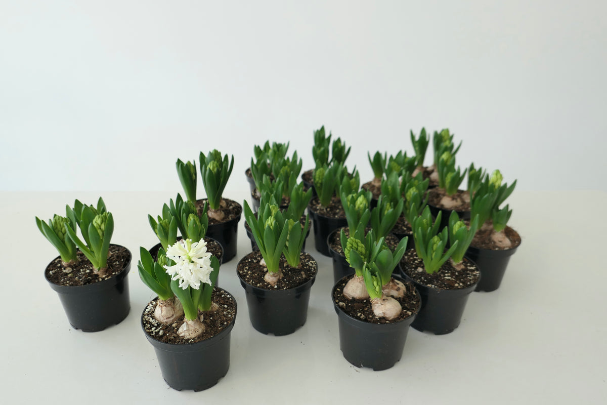 HYACINTH