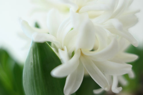 HYACINTH