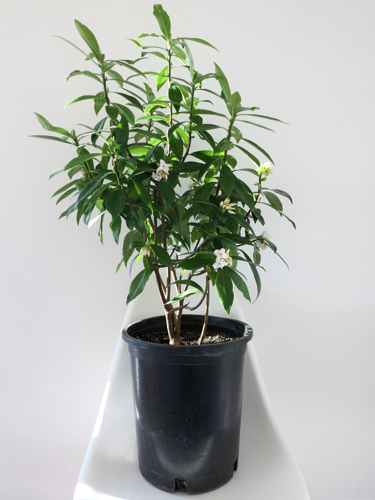 DAPHNE ‘PERFUME PRINCESS’