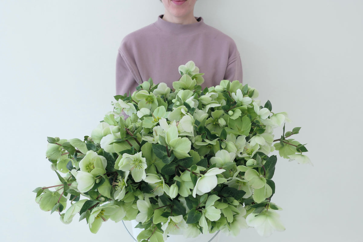 HELLEBORE / PER BUNCH