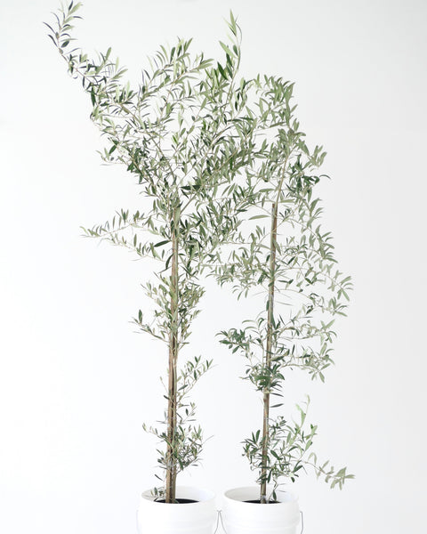 OLIVE TREE – FIELDWORK