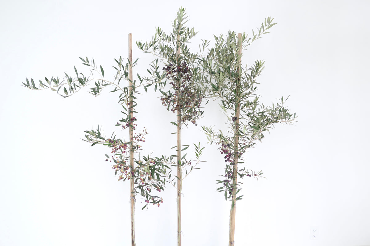 OLIVE TREE