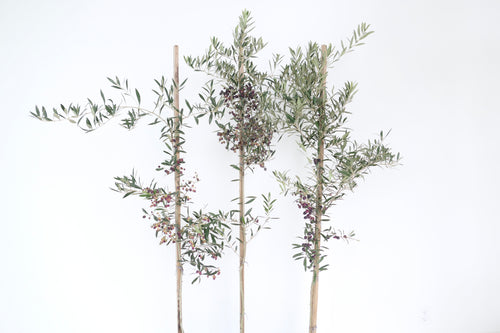 OLIVE TREE