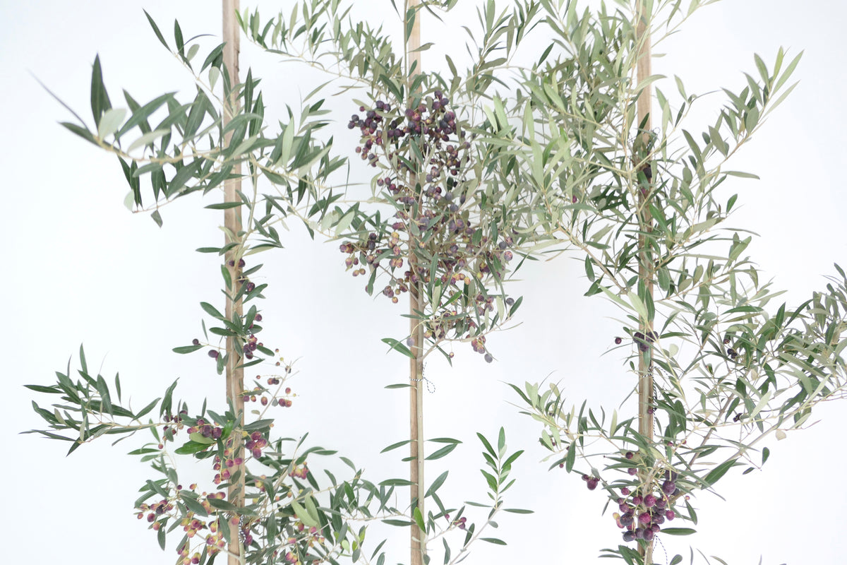 OLIVE TREE