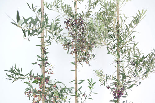 OLIVE TREE