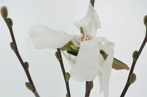 MAGNOLIA