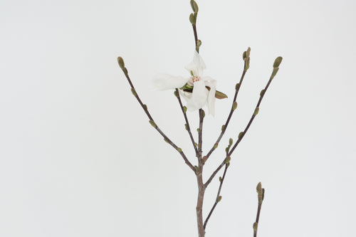 MAGNOLIA