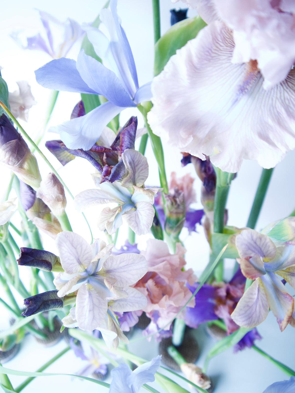 BEARDED IRIS