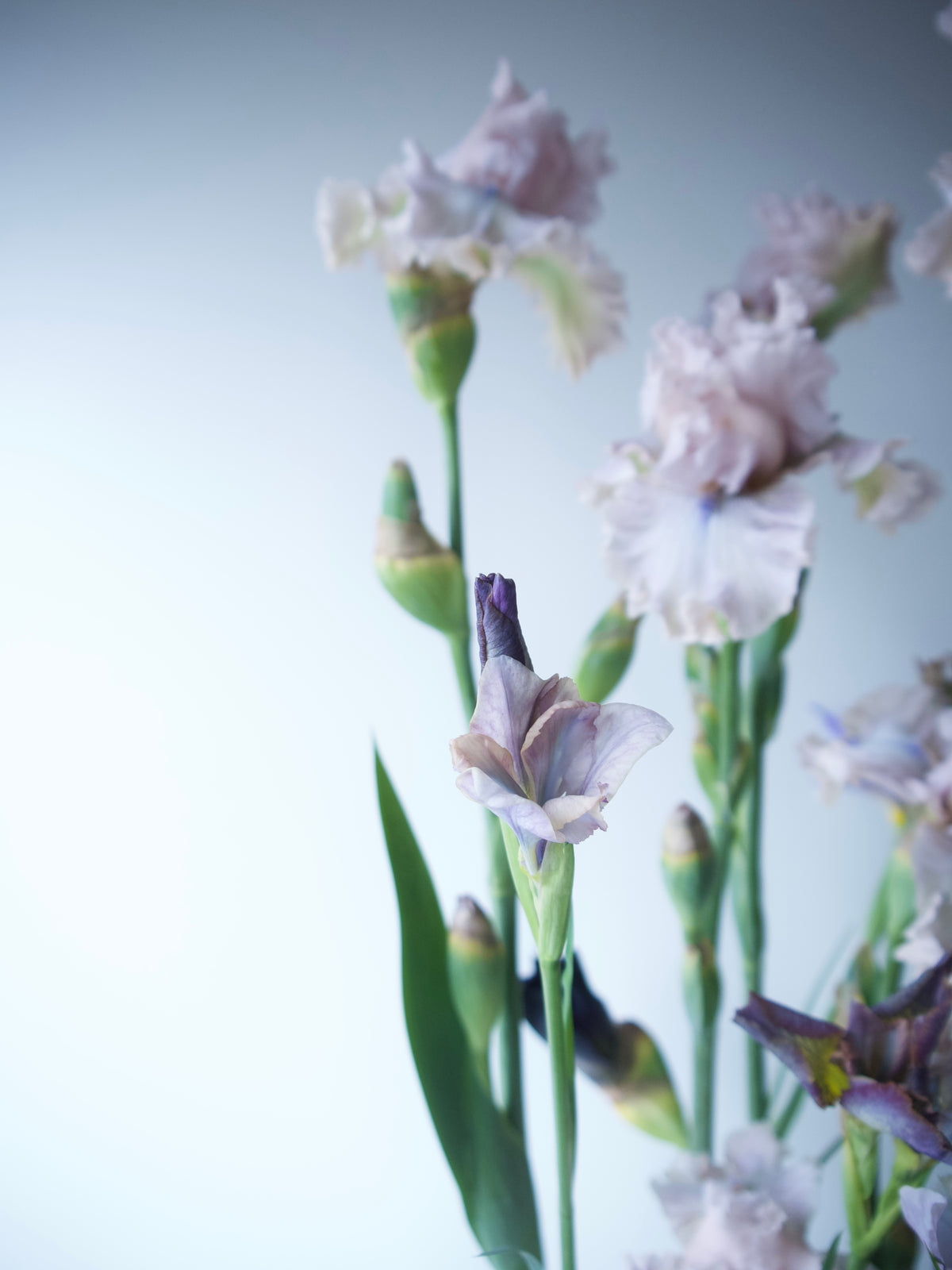 BEARDED IRIS