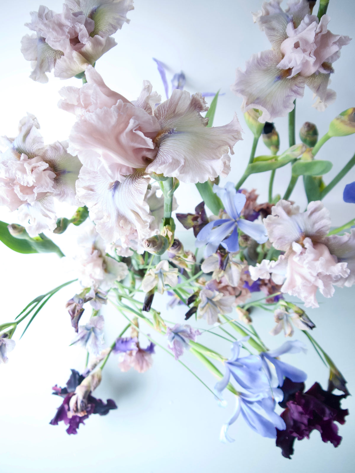 BEARDED IRIS